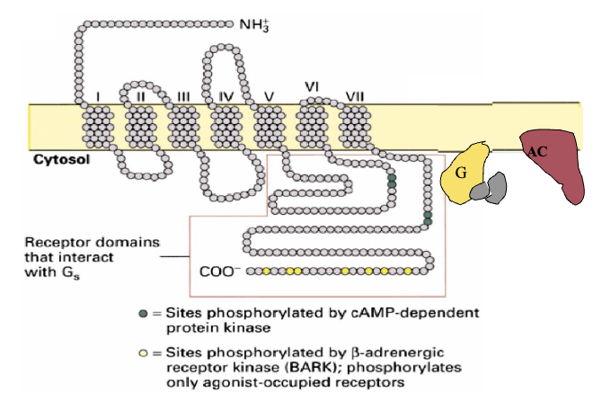 <ul><li><p>Belongs to a family of receptors that consist of the receptor, effector, and G-protein</p></li><li><p>Characterized by having 7 transmembrane domains; loops which are either extracellular and/or intracellular</p></li><li><p>Specificity for G-protein brought about by sequence of amino acids and the way it dictates conformation</p></li><li><p>Ligand binds to hormone-binding domain leading to a conformation change within the receptor to form an affinity and activate G-protein</p></li></ul><p></p>