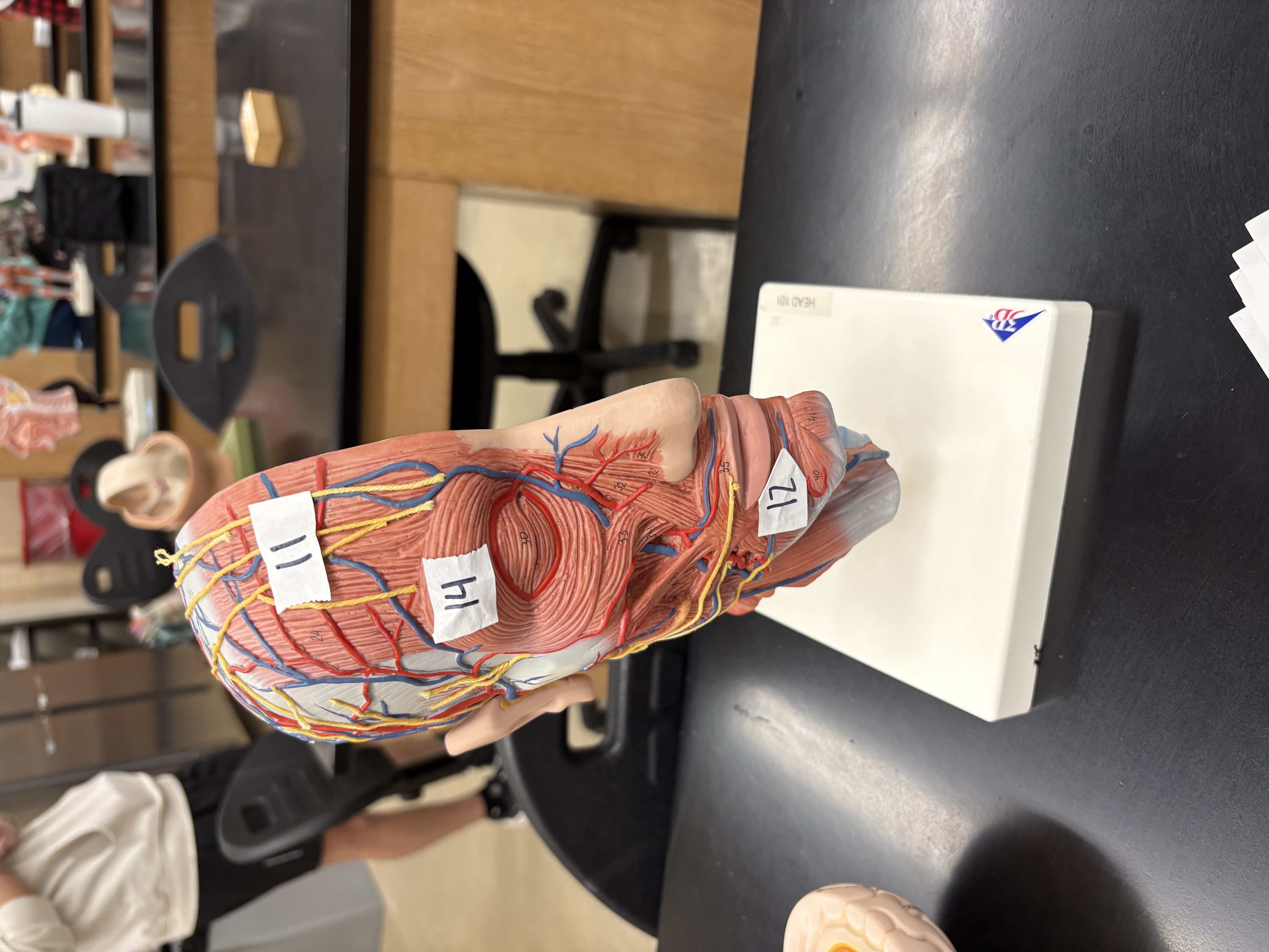 <p>Raose eyebrows (11)</p>