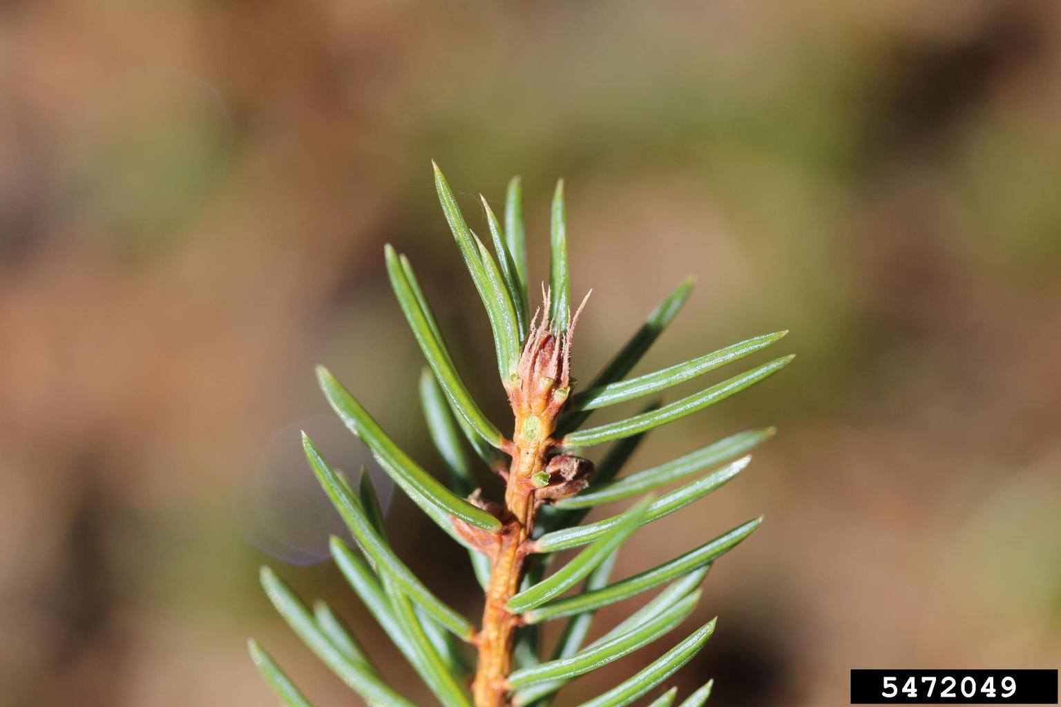 <p>black spruce</p>