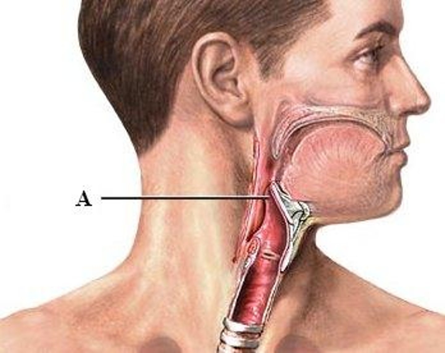<p>It is a leaf-shaped flap of cartilage located behind the tongue, at the top of the larynx, or voice box.</p>