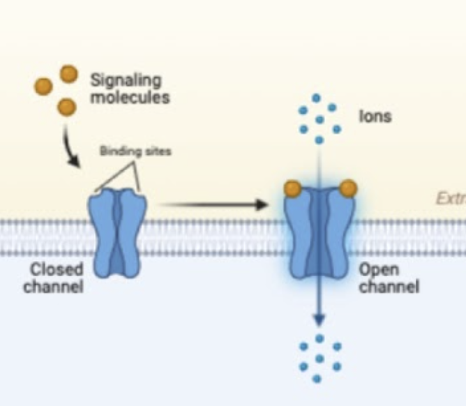 <ul><li><p>integral protein that allows the&nbsp;movement of ions&nbsp;in and out of the cell down their concentration gradient that open and close</p></li></ul><p></p>