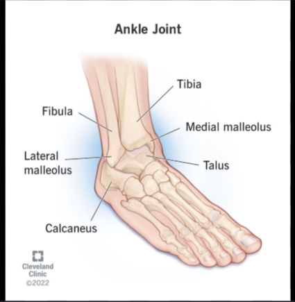 <p>the medial malleolus of the tibia:&nbsp;</p>