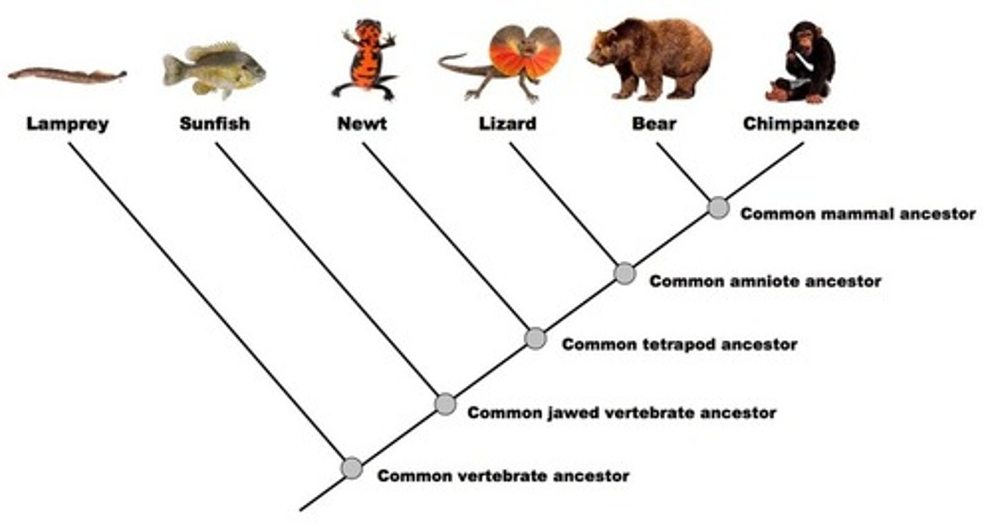 <p>first trait all descendants shared (based on fossils/DNA)</p>