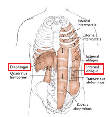 Skeletal muscles work in antagonistic pairs, meaning as one muscle contracts, the other relaxes.

Ventilation includes the movement of the following antagonistic muscle pair:

Diaphragm (moves down with contraction to increase thorax volume during inspiration)
...is antagonistic with...
Abdominal oblique (contracts to push the diaphragm back up towards the thorax during expiration).