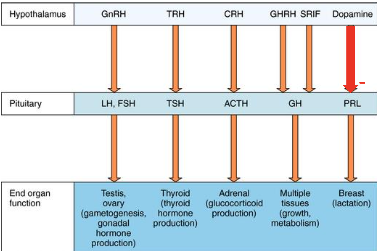 <ul><li><p>gonadotropin releasing hormone (GRH) → stimulates FSH and LH release</p></li><li><p>thyrotropin releasing hormone (TRH) → stimulates TSH release</p><ul><li><p>effect modulated by thyroid hormone</p></li><li><p>stimulates PRL release</p></li></ul></li><li><p>corticotropin releasing hormone (CRH) → stimulates ACTH, β-LPH, and β-endorphin</p></li><li><p>growth hormone inhibitory hormone (GHIH, somatostatin) → inhibits GH release</p><ul><li><p>may inhibit TSH release</p></li></ul></li><li><p>prolactin inhibitory hormone (PIH) and dopamine → inhibits PRL release, which is tonically active</p><ul><li><p>major factor responsible for PRL release</p></li></ul></li></ul><p></p>