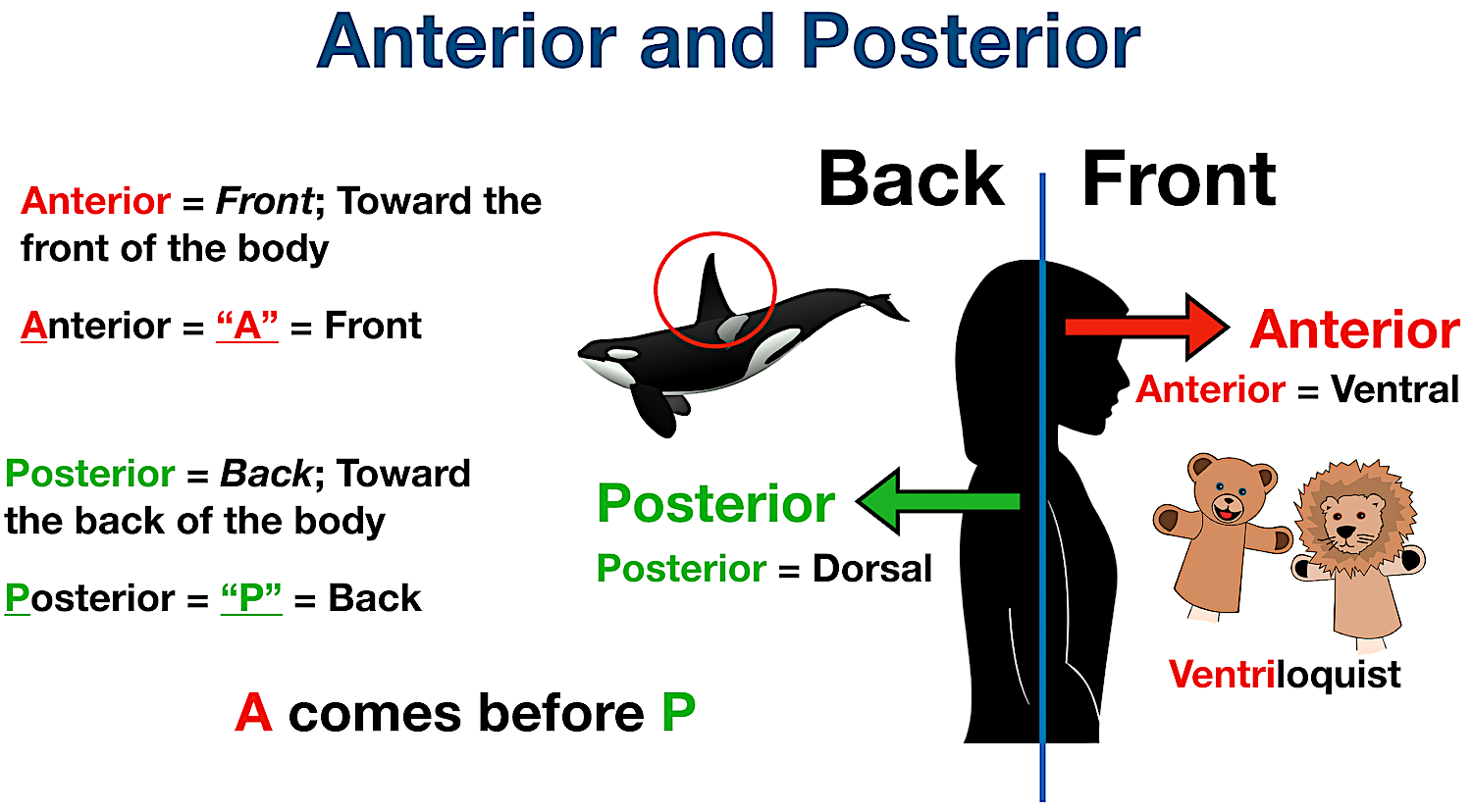 <p>anterior- front</p><p>posterior- back</p>