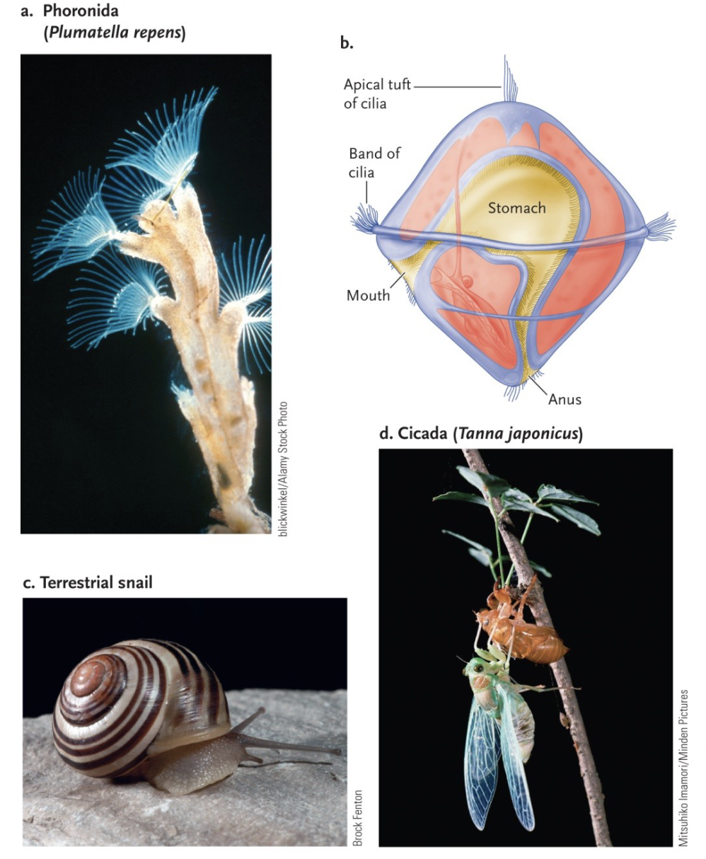 <p>1) Lophotrochozoans</p><ul><li><p>Some phyla have a “trochophore” larva (a type of free-swimming, planktonic larval stage with bands of cilia)</p></li><li><p>Some phyla have a lophophore feeding structure (a crown of ciliated tentacles around the mouth, used for feeding)</p></li></ul><p>2) Ecdysozoans</p><ul><li><p>Growth is through ecdysis of the cuticle or exoskeleton (acellular - secreted by epidermal cells)</p></li></ul><p>Ecdysis: Moulting/shedding of the cuticle/exoskeleton</p>