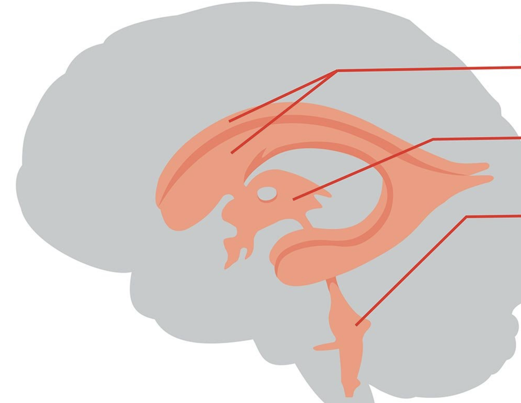 <p>what ventricles do the cerebral spinal fluid flow through?</p>