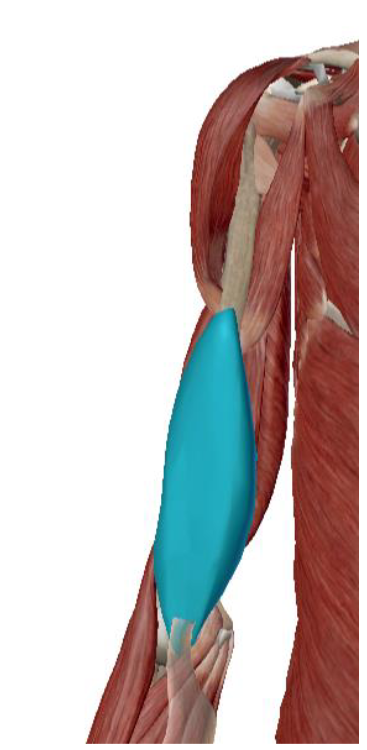 <p>Musculus Brachialis</p>
