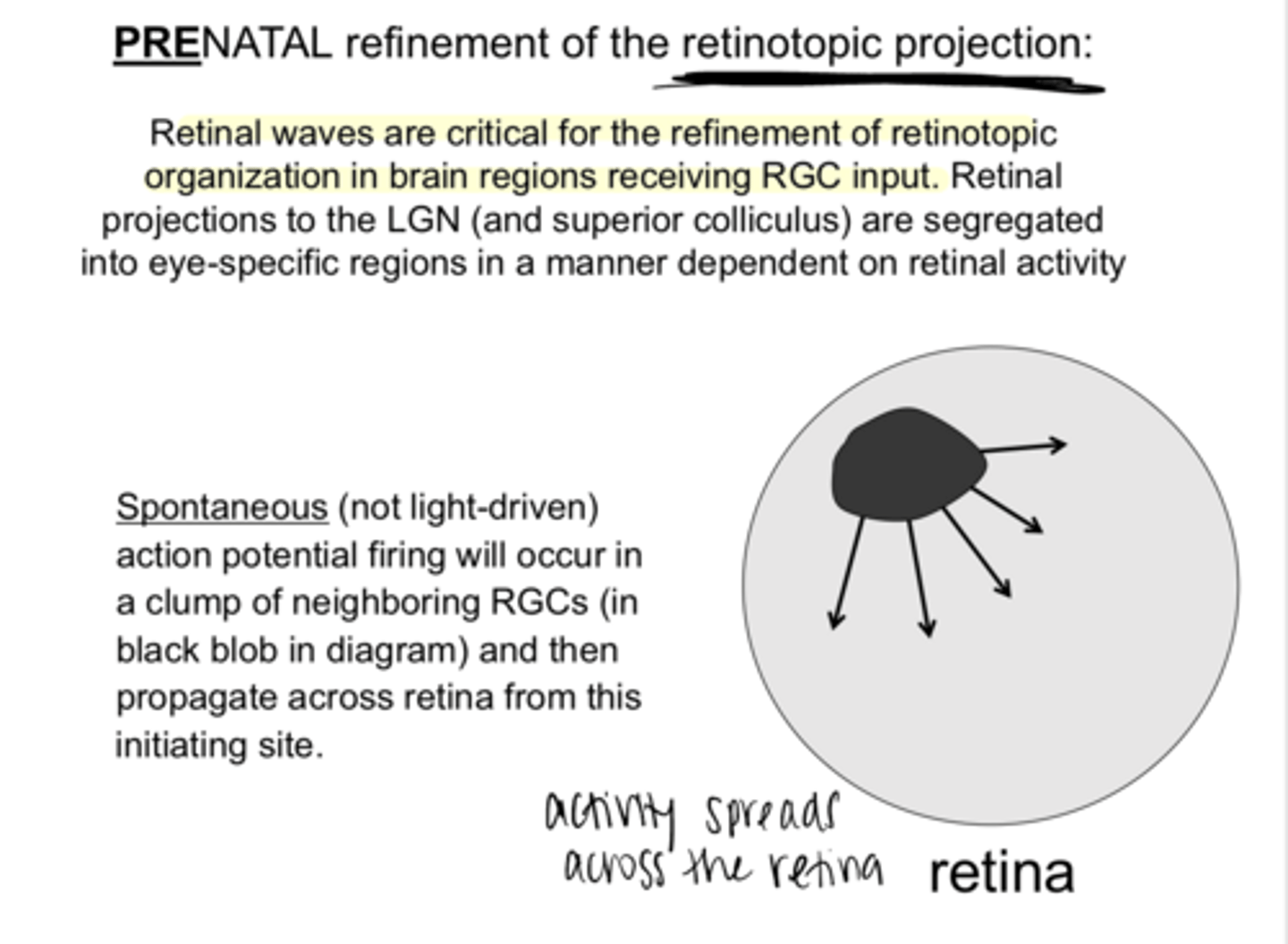 <p>True or False: </p><p>Retinal projections to the LGN are segregated into eye-specific regions in a manner dependent on retinal activity</p>