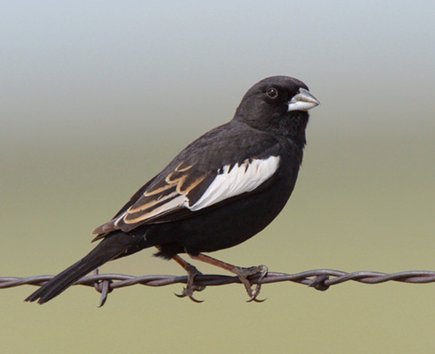 <p>Passerellidae</p>