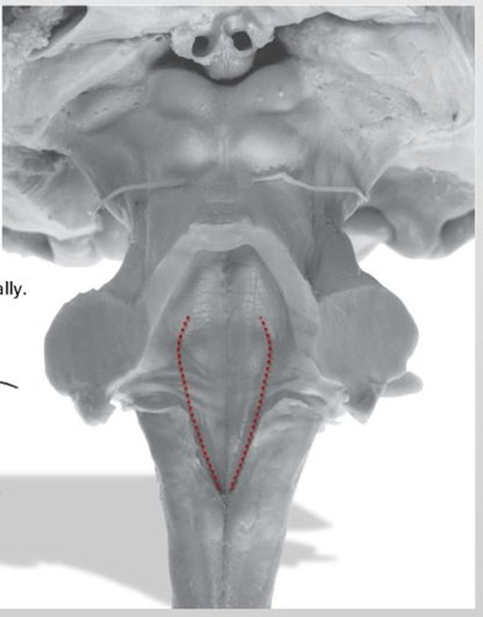 <p>sulcus limitans</p>