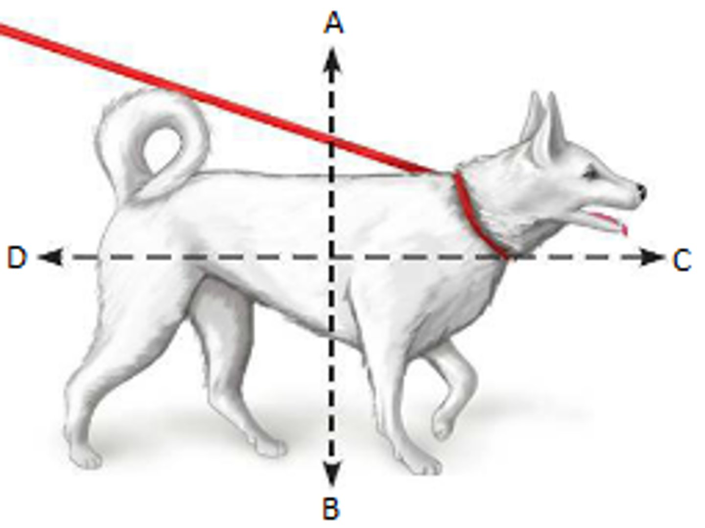<p>What are the terms for the directional words indicated by the letter D? (Two answers)</p>