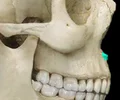 <p>a sharp projection of the maxilla located at the anterior and inferior portion of the nasal cavity</p>
