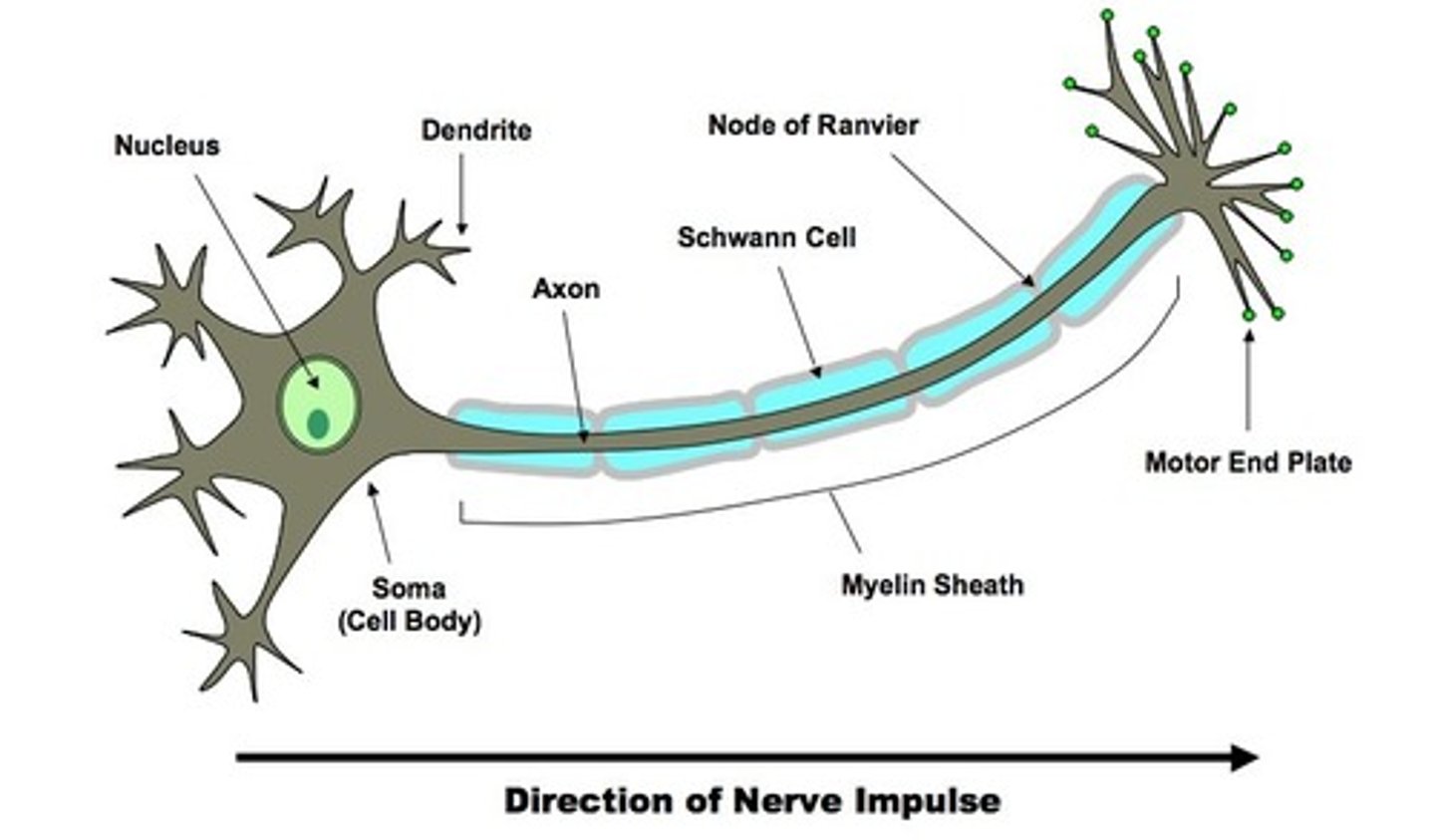 <p>has cell body at one end of the axon</p>