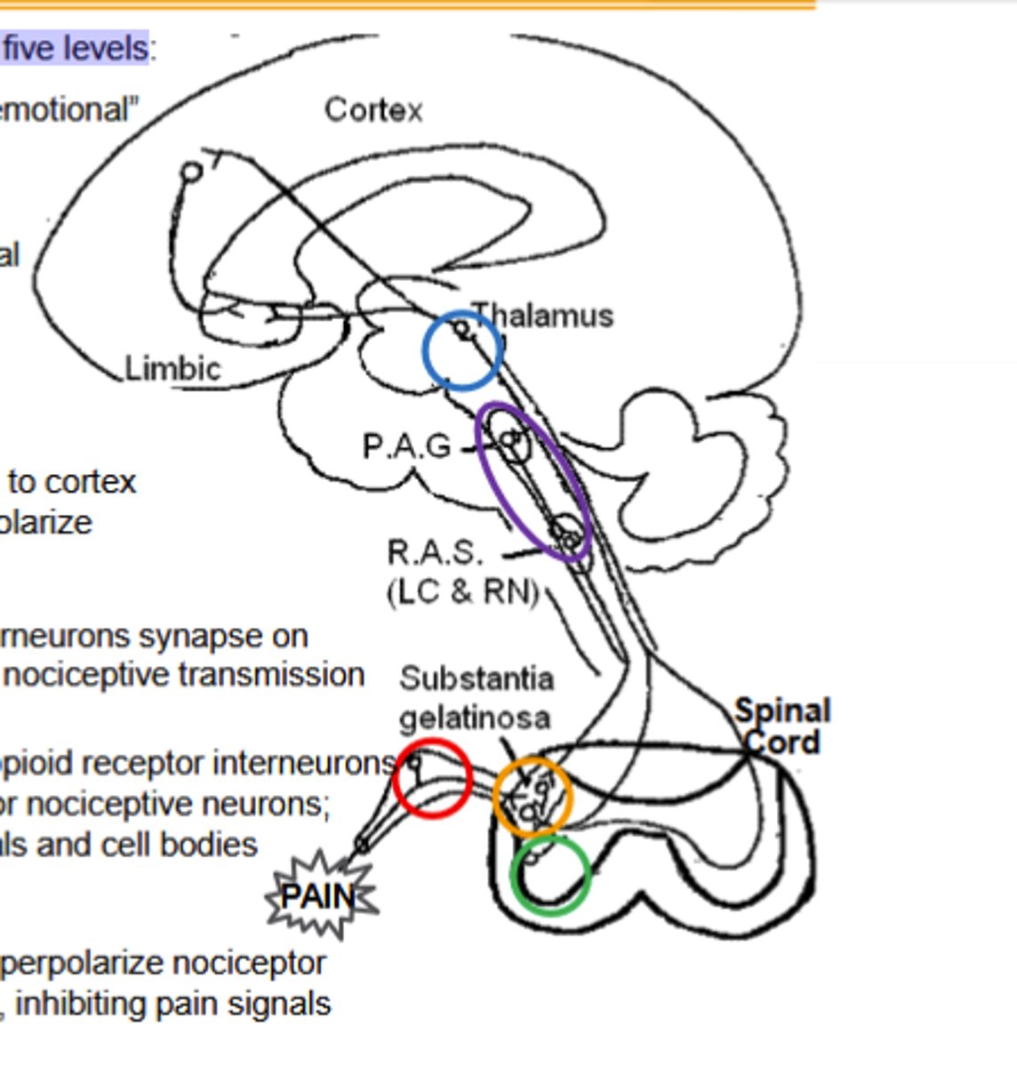 <p>Spinothalamic neurons connect here to cortex and limbic system. μ agonists (and μOR) hyperpolarize nociceptive neurons, "gating" pain signals.</p>