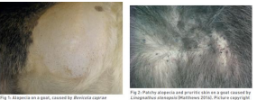 <p><span>Lice Infestation In Goats</span></p>