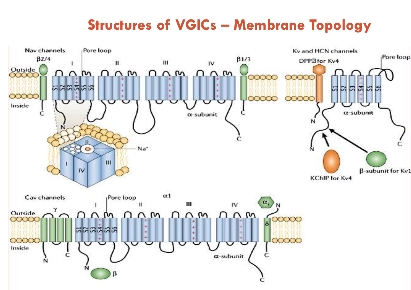 <p><strong>Na<sup>+</sup> channels:</strong></p><ul><li><p>4 sets of 6 TM domains (similar but not identical)</p></li><li><p>ion channel is at the interface of the 4 sets joining</p></li><li><p>each set has an <strong>S4 TM domain:</strong> contains positively charged residues, unusually located at the periphery to serve as a voltage-sensor</p></li><li><p><strong>Pore Loop</strong>: between S5 and S6 (selectivity filter)</p></li></ul><p><strong>Ca<sup>2+</sup> channels:</strong></p><ul><li><p>similar to Na<sup>+</sup> channels</p></li></ul><p><strong>K<sup>+</sup> channels:</strong></p><ul><li><p>consists of 6 TM domains, then 4 identical copies are made to form the channel</p></li></ul><p></p>