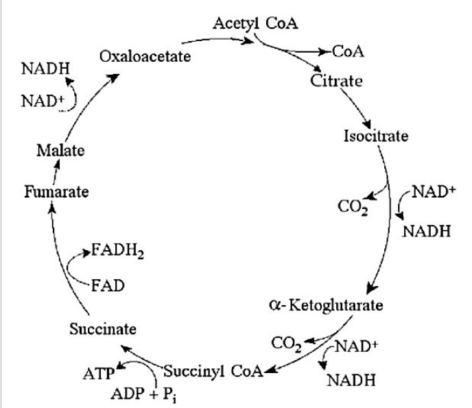 Which of the following combinations of products would result from three acetyl CoA molecules entering the citric acid cycle (see Figure 7.1)?
