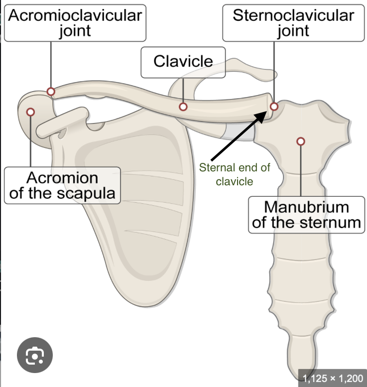 <p>manubrium of the sternum (forming the sternoclavicular joint)</p>