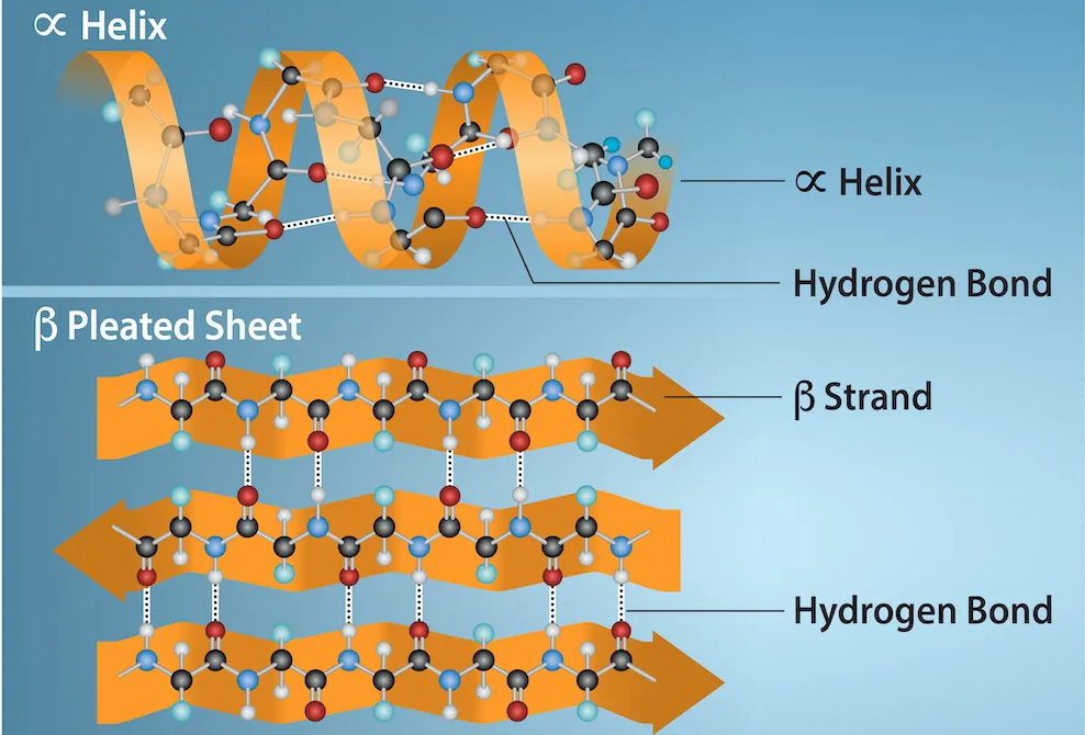 <p>protein formed with hydrogen bonds</p>
