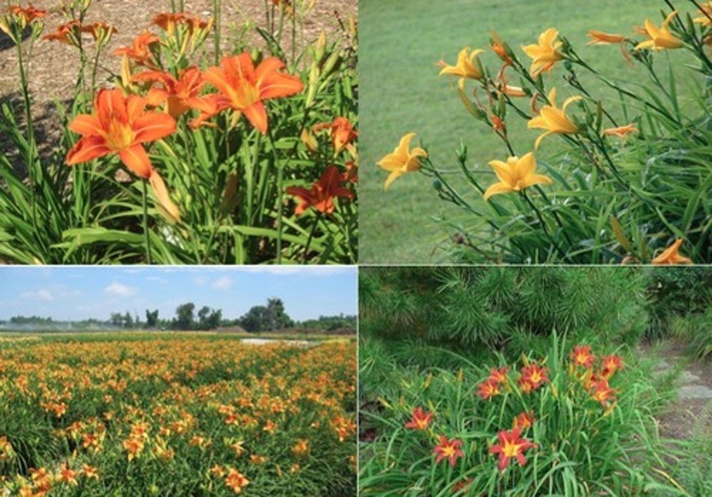 <p>tall; basal mound of foliage</p><p>leaves: sword like; midvein is lower than margin (waterslide); entire; parallel veination</p><p>bloom: blooms on a scape; 7-9 blooms per stem</p>