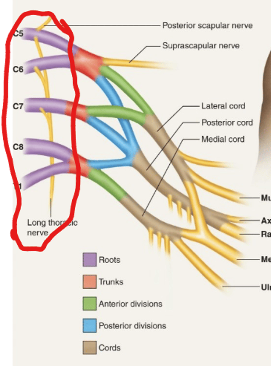 <p>Unites to form:</p><p>-Superior trunk (nerves C5-C6)</p><p>-Middle trunk (nerve C7)</p><p>-Inferior trunk (nerves C8-T1)</p><p>*each divided to anterior/posterior division </p>
