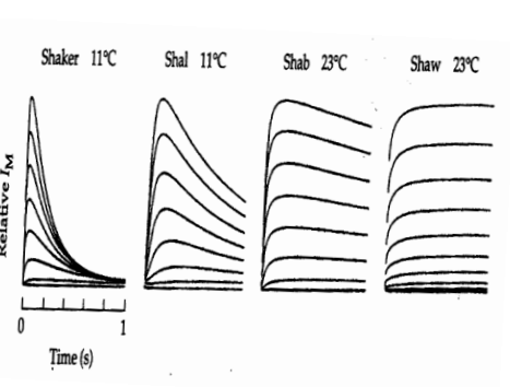 <p>which of the following most likely has more prominent N-type activation?</p>