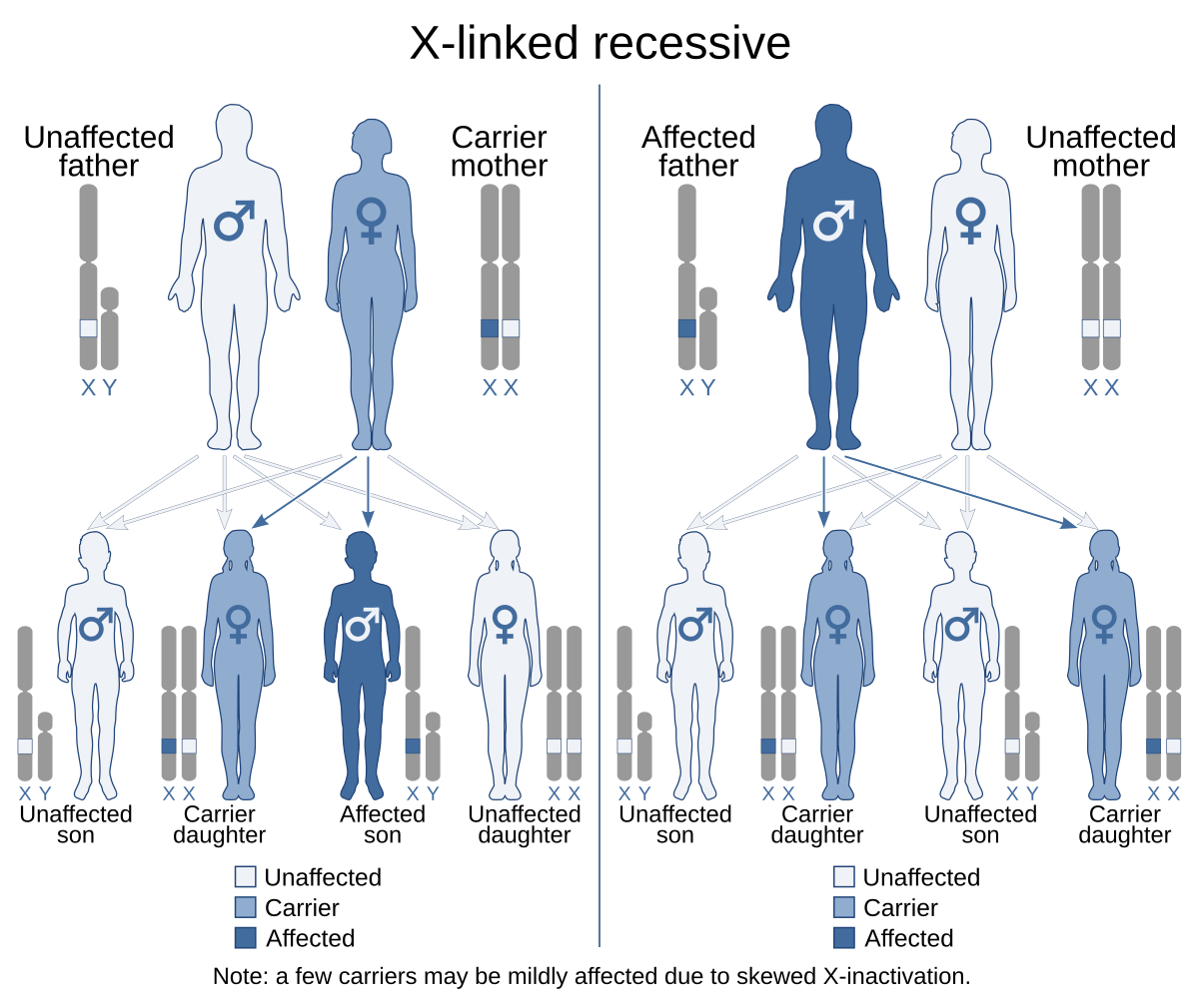 <p>An <strong>X-linked recessive trait</strong> is caused by a <strong>recessive allele on the X chromosome</strong>. Since <strong>males have only one X</strong>, they are <strong>more likely to express the trait</strong> if they inherit the recessive allele. Females have two X chromosomes, so they need <strong>two copies</strong> of the recessive allele to show the trait.</p><p><strong>Affected fathers cannot pass the trait to their sons</strong>. </p><ul><li><p class="">Fathers pass their <strong>Y chromosome to sons</strong>.</p></li><li><p class="">But they <strong>can pass the affected X to daughters</strong>, making them <strong>carriers</strong> if mom provides a normal X.</p></li></ul><p></p>