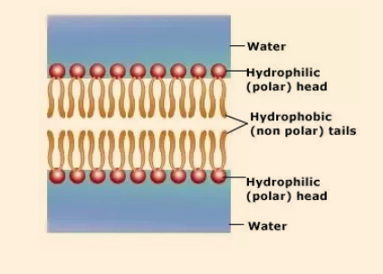 Choose the correct statement regarding the
structure of the plasma membrane.


A. The hydrophobic center of the plasma membrane will restrict the movement of fat-soluble substances through the membrane.


B. The entire cell membrane is composed of water-soluble molecules to allow movement of water between the fluid compartments (inside & outside the cell).


C. The hydrophobic tails attract the hydrophilic heads creating a phospholipid bilayer.


D. The hydrophobic tails repel the hydrophilic heads creating a phospholipid bilayer.