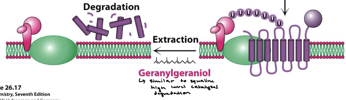 <p>Geranylgeraniol acts as a signal molecule. It disrupts the binding of a protective protein (UBIAD1) to the reductase, thereby exposing it to the cellular machinery responsible for protein breakdown. Essentially, it marks HMG-CoA reductase for destruction when sterol levels are high.</p>