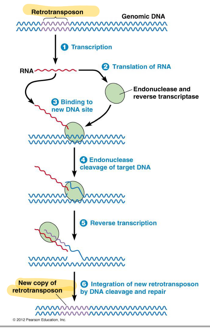 <ol><li><p>Transcription —&gt; Translation of the RETROTRANSPOSON (has the 2 activities)</p></li><li><p><strong>Endonuclease </strong>activity cuts in the genome</p></li><li><p>Uses RNA from transcription of retrotransposon as <u>template</u> </p></li><li><p><strong>Reverse transcriptase</strong> makes the copy the RNA to make DNA hanging on the end of the existing genome</p></li><li><p>This hanging DNA triggers the <strong>host repair machinery</strong></p></li><li><p>Repair machinery “Fixes” the lesion by copying the extra DNA onto the other strand</p></li><li><p>Result = insert Retrotransposon DNA that will beable to also do this process </p></li></ol><p></p>