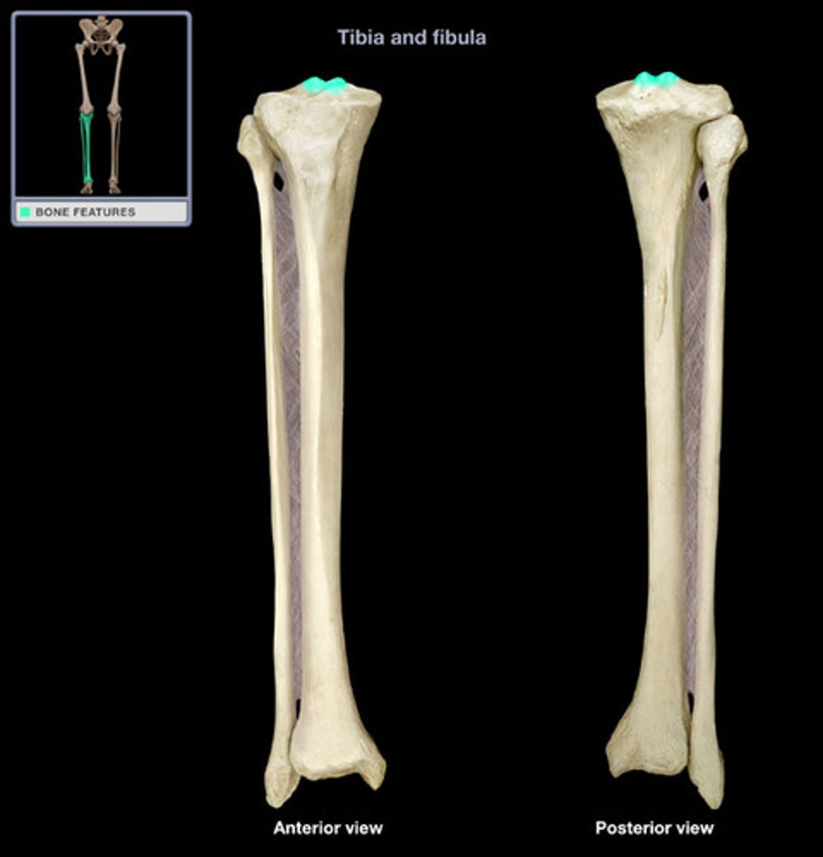 <p>process between condyles; anterior cruciate ligament attaches here</p>