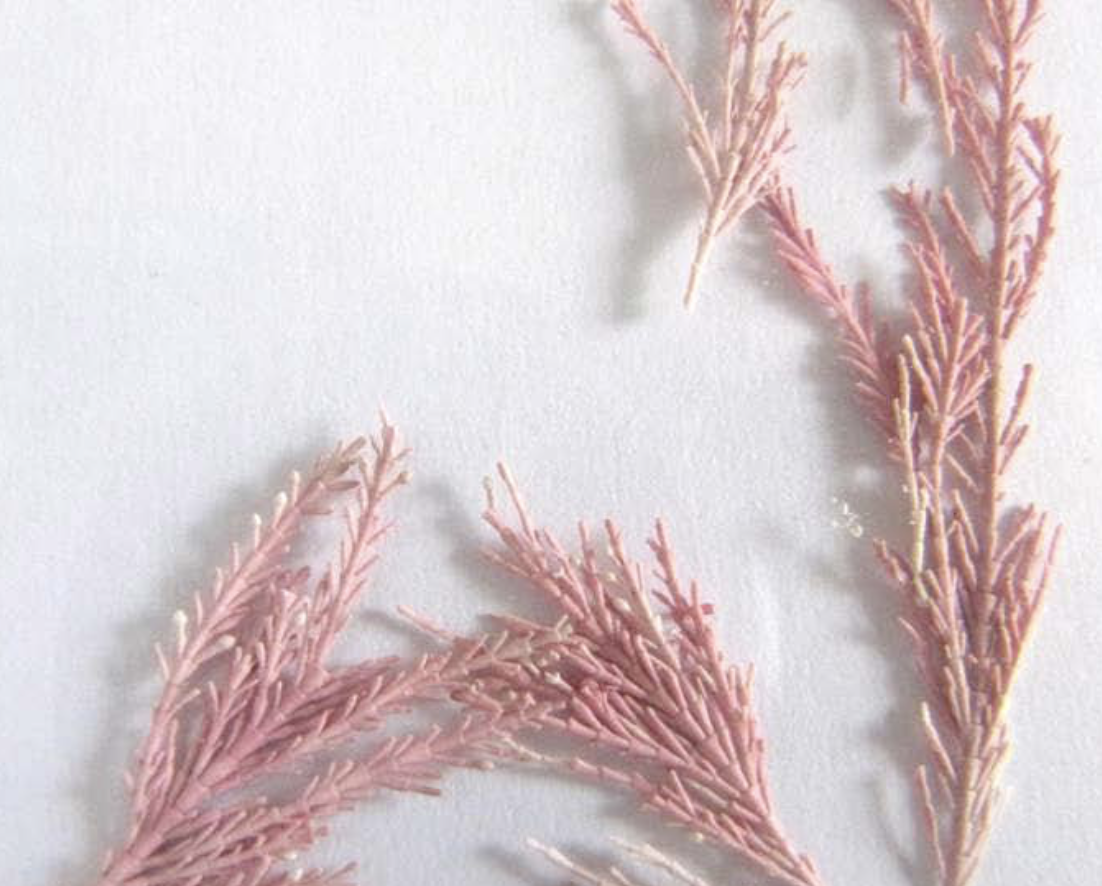 <p>Corallina officinalis</p>