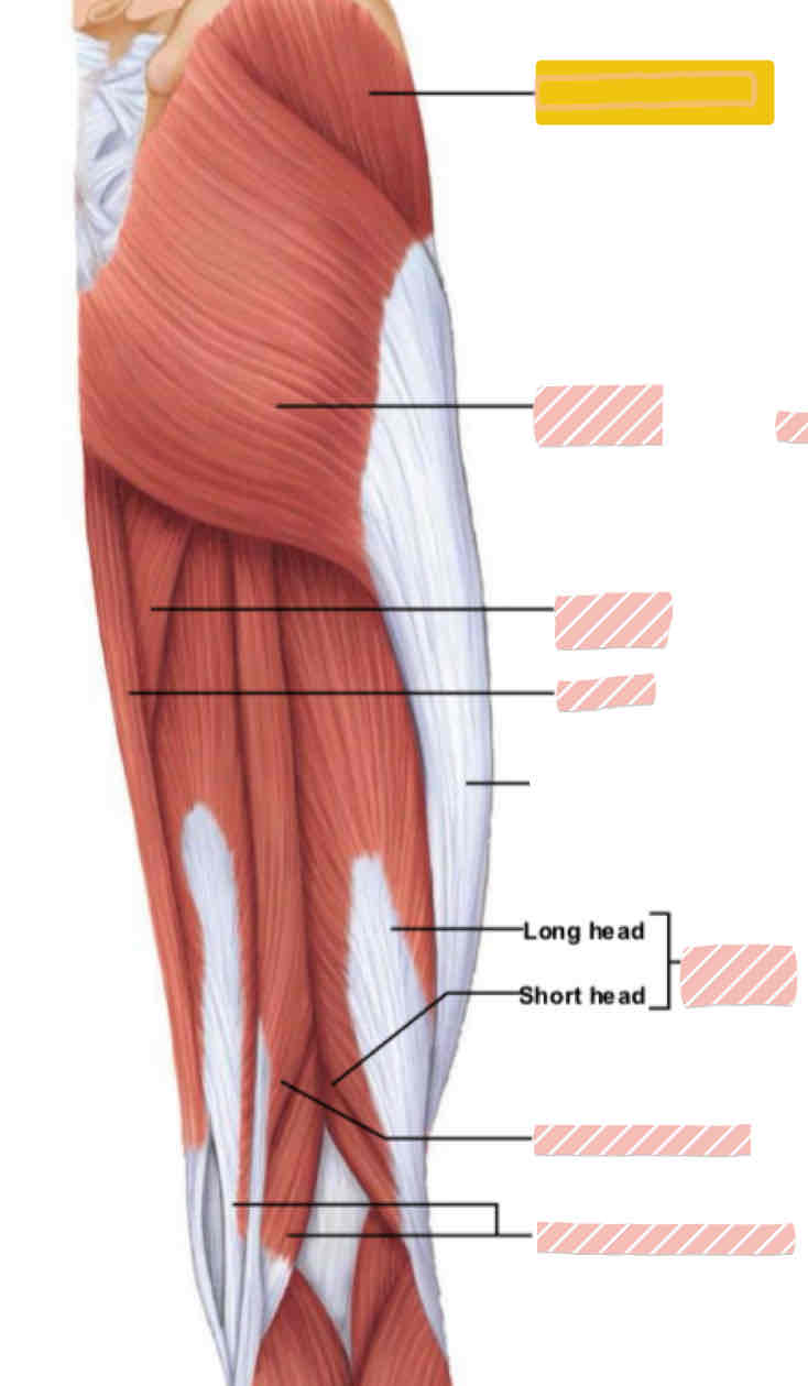 <p>Posterior leg (above knee)</p>