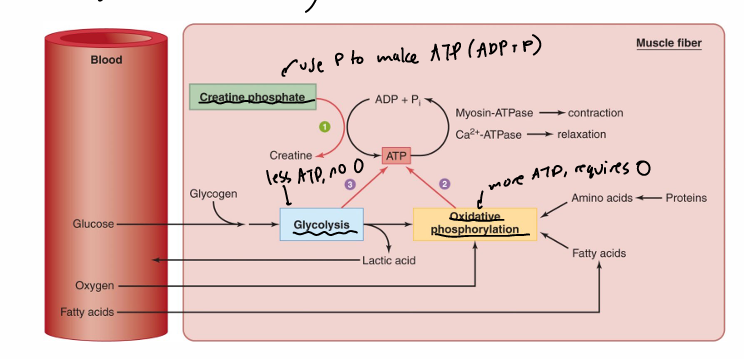 <ol><li><p>phosphorylation of ADP by creatine phosphate </p></li><li><p>oxidative phosphorylation of ADP in mitochondria (aerobic)</p></li><li><p>phosphorylation of ADP by glycolytic pathway in cytosol (anerobic)</p></li></ol><p></p>