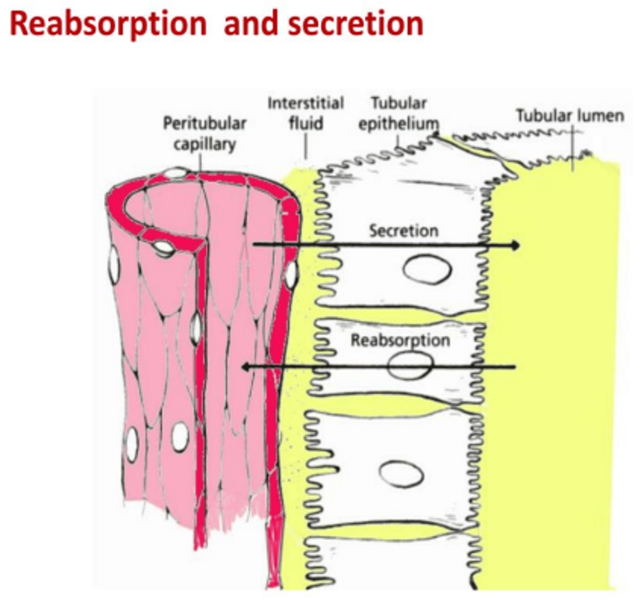 <p>proximal tubules</p>