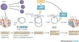 <ul><li><p>insert DNA into host DNA (Hep B→ liver ca) (HPV → cervical ca)</p></li><li><p>viral proteins inactivate important host proteins&nbsp;</p></li></ul><p></p>