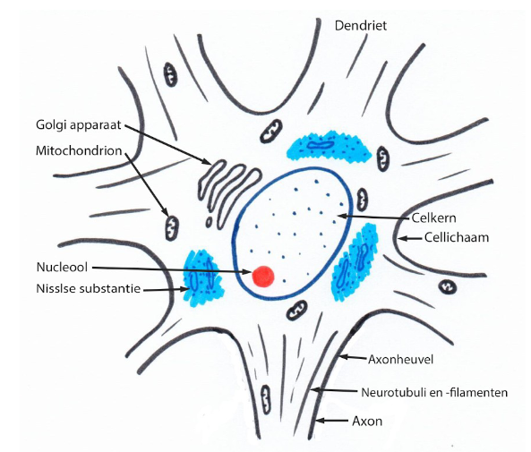 <ul><li><p>vesiculaire kern: grote, ronde kern met fijn chromatinepatroon (euchromatine)</p><ul><li><p>in celkern: prominente, wat excentrisch gelegen nucleool</p></li></ul></li><li><p>in cytoplasma:</p><ul><li><p>talrijke mitochondriën</p><ul><li><p>ook voorkomend in neurieten</p></li></ul></li><li><p>goed ontwikkeld Golgi-apparaat</p><ul><li><p>enkel in cellichaam, niet in neurieten</p></li></ul></li><li><p>glad endoplasmatisch reticulum (GER)</p></li><li><p>ruw endoplasmatisch reticulum (RER)</p><ul><li><p>erg sterk ontwikkeld</p></li><li><p>lichtoptisch zichtbaar als aggregaten van basofiel materiaal (blauwe substantie)</p><ul><li><p>= Nisslse substantie/ Nisslse lichaampjes</p><ul><li><p>vooral prominent in cellichamen van motorneuronen</p></li></ul></li></ul></li></ul></li><li><p>talrijke vrije ribosomen</p></li></ul></li><li><p>microtubuli &amp; neurofilamenten</p><ul><li><p>microtubuli: dikte van 25 nm</p></li><li><p>neurofilamenten (specifiek voor neuronen): dikte van 10 nm</p></li></ul><p>→ vormen samen lichtmicroscopisch observeerbare neurofibrillen (na zilverkleuring)</p></li></ul><p></p><p>→ aanwezigheid van grote kern met fijn chromatinepatroon (euchromatine), sterk ontwikkeld RER &amp; vele vrije ribosomen => hoge proteïnesynthese</p><ul><li><p>proteïnesynthese: nodig voor synthese van cytoskelet-eiwitten, membraaneiwitten &amp; bepaalde neurotransmitters</p></li></ul><p></p>