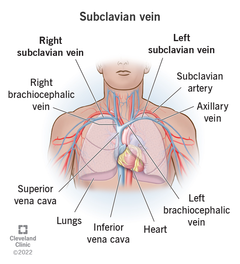 <p>a large, deep, vein located in the upper chest, just below the clavicle; plays a crucial role in draining blood from the upper extremities back to the heart; originates at the lateral border of the first rib where it continues as axillary vein and runs medially and posterior to the clavicle where it joins with the internal jugular vein at sternoclavicular joint to make the brachiocephalic vein</p>