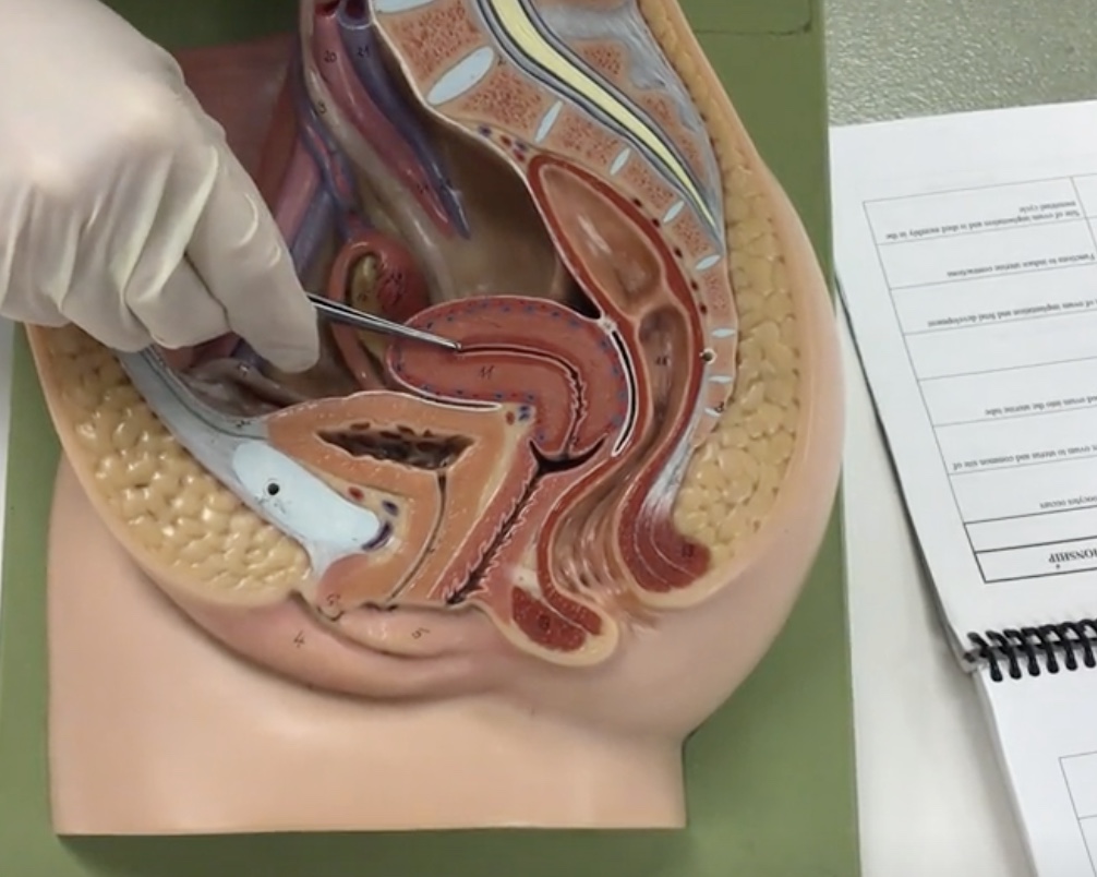 <p>Description: Inner lining of uterus</p><p>Relationship: Site of ovum implantation and is shed monthly in the menstrual cycle</p>