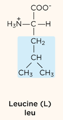 <p>nonpolar, aliphatic R group</p>