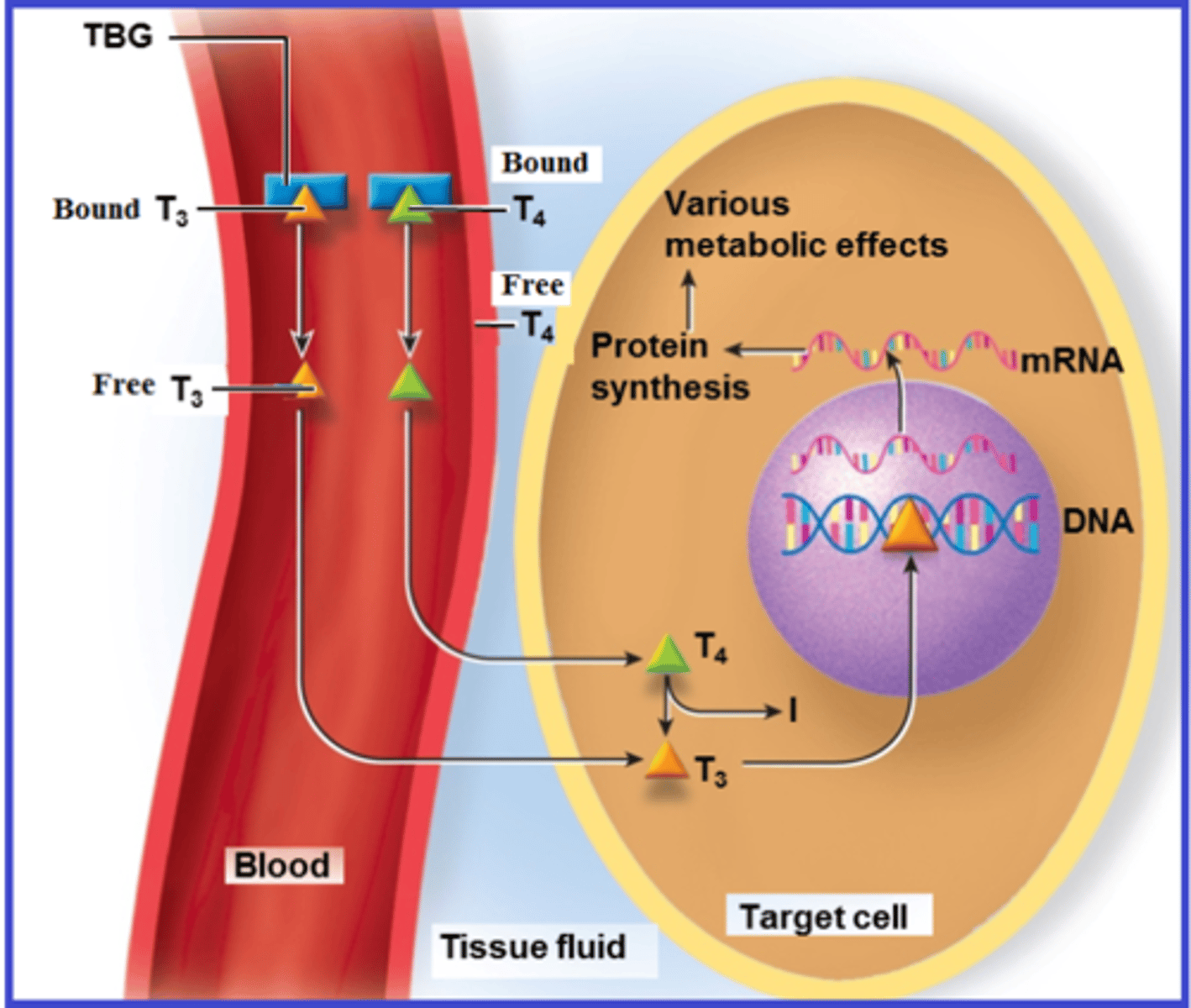 <p>Steroids and thyroid hormone travel bound to plasma proteins; most others circulate freely.</p>