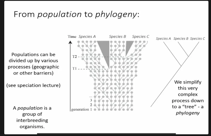 <p>Modern idea about phyloginy.</p>