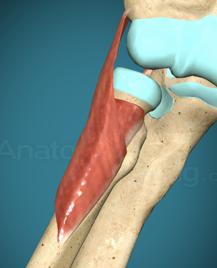 <p>Supinator Insertion</p>