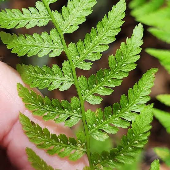 <p>Athyrium filix-femina</p>