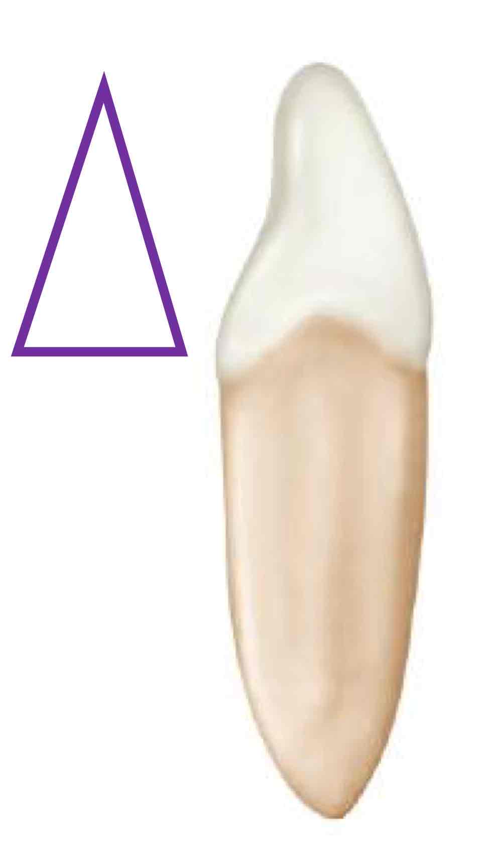 <p>what is the GEOMETRIC outlines for the mesial and distal view of the mandibular right lateral incisors?</p>