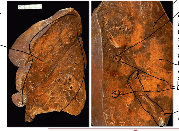 <p>identify the structures in the image</p>