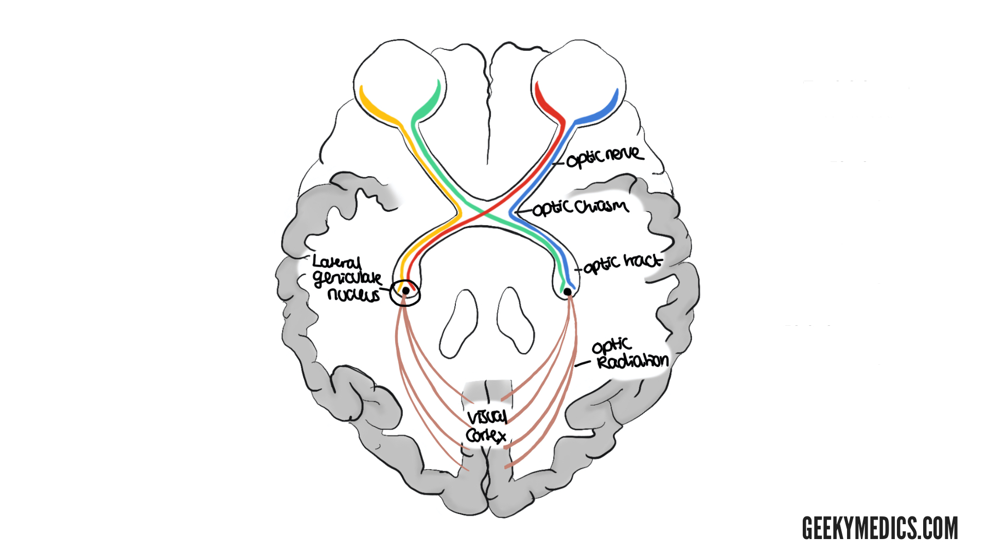 <p>visual pathway</p>