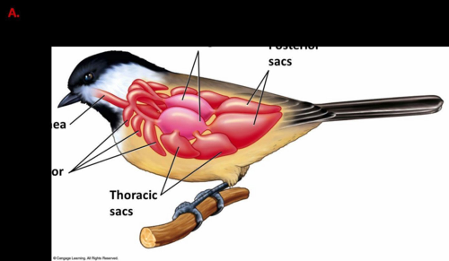 <p>Birds use a system of anterior and posterior air sacs that allow for a continuous, one-way flow of air through the lungs.</p>